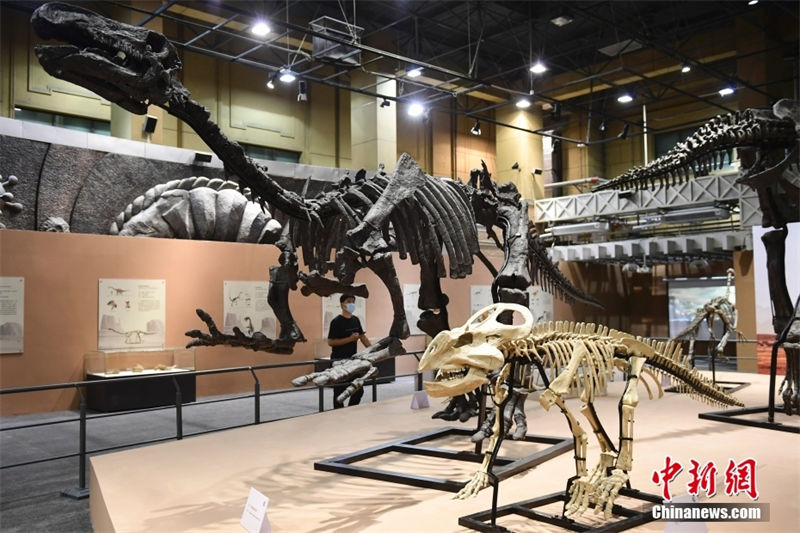Exposi??o de dinossauros cretáceos é realizada no Museu de História Natural de Beijing
