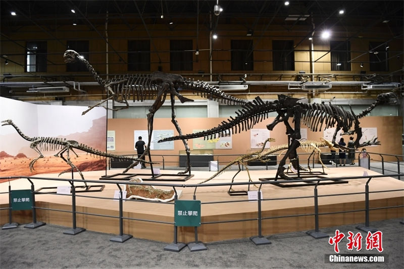 Exposi??o de dinossauros cretáceos é realizada no Museu de História Natural de Beijing