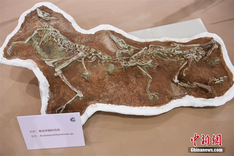 Exposi??o de dinossauros cretáceos é realizada no Museu de História Natural de Beijing