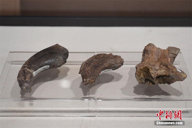 Exposi??o de dinossauros cretáceos é realizada no Museu de História Natural de Beijing