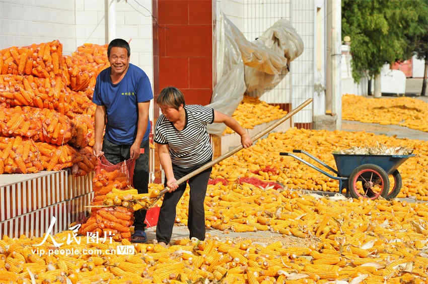 Equinócio de outono inicia época de colheita
