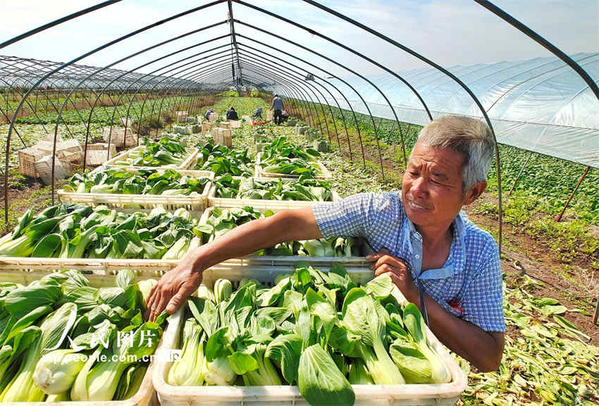 Equinócio de outono inicia época de colheita