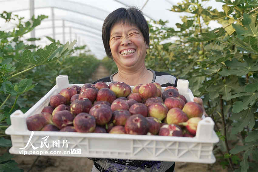 Equinócio de outono inicia época de colheita
