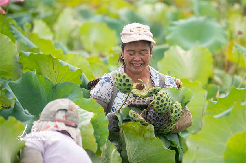 Equinócio de outono inicia época de colheita