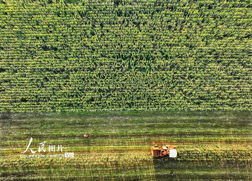 Equinócio de outono inicia época de colheita