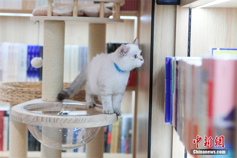 Primeira Livraria Xinhua com tema de animais de estima??o é inaugurada em Beijing