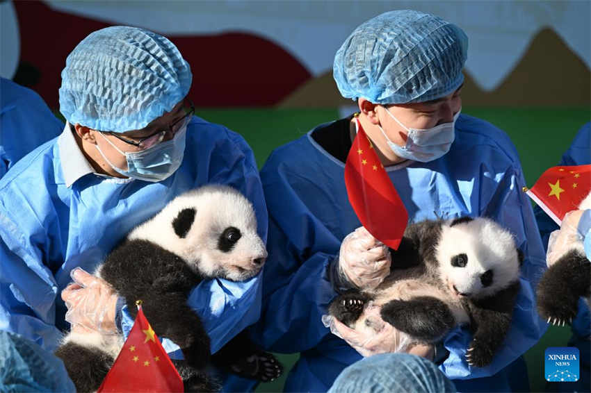 Filhotes de panda fazem apari??o pública na base de reprodu??o no sudoeste da China