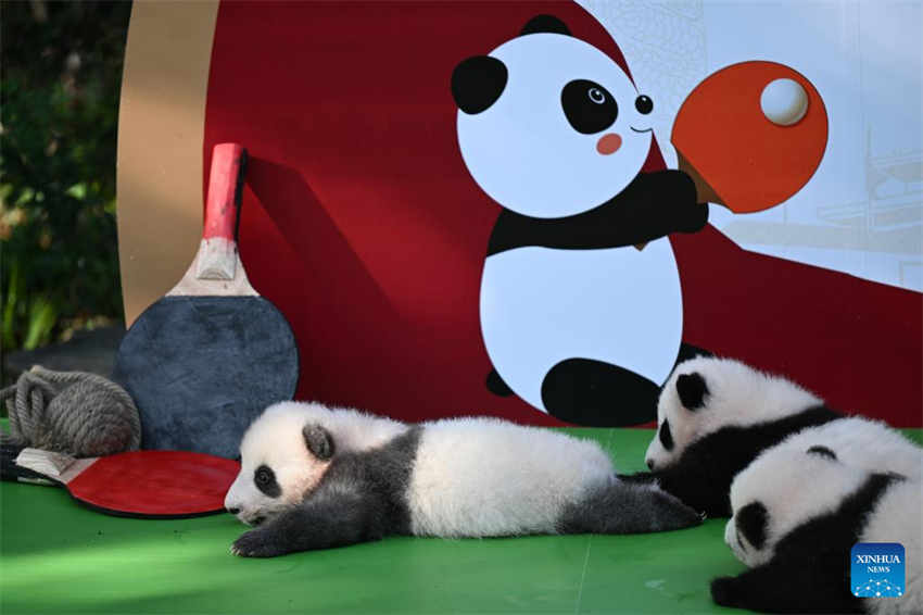 Filhotes de panda fazem apari??o pública na base de reprodu??o no sudoeste da China