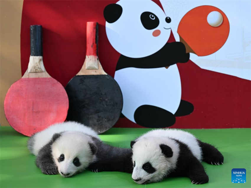 Filhotes de panda fazem apari??o pública na base de reprodu??o no sudoeste da China