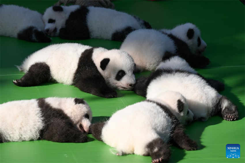 Filhotes de panda fazem apari??o pública na base de reprodu??o no sudoeste da China