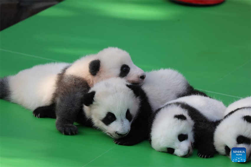 Filhotes de panda fazem apari??o pública na base de reprodu??o no sudoeste da China