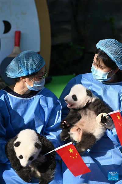 Filhotes de panda fazem apari??o pública na base de reprodu??o no sudoeste da China