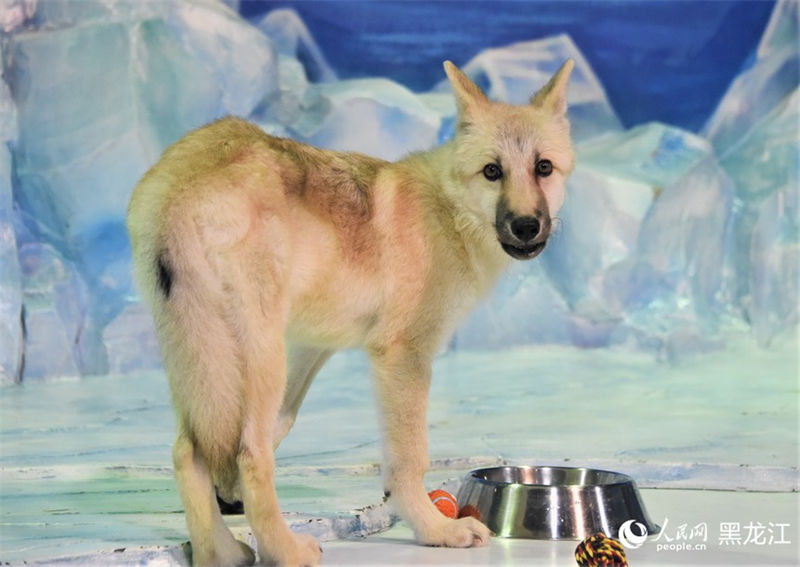 Primeiro “l(fā)obo ártico clonado” do mundo aparece no Parque Polar em Harbin