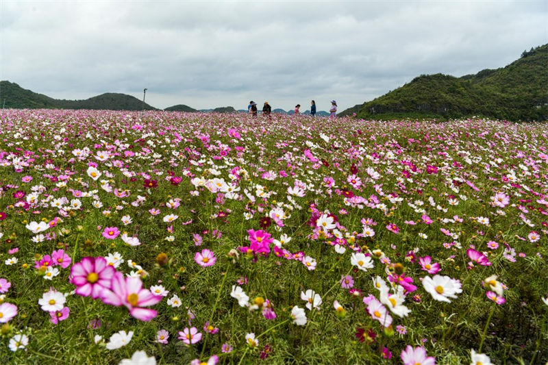 Guizhou: distrito de Guiyang visa promover vitaliza??o rural com turismo agrícola