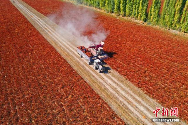 Galeria: Xinjiang inicia colheita mecanizada de pimenta