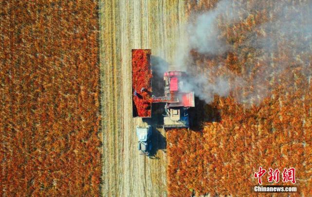 Galeria: Xinjiang inicia colheita mecanizada de pimenta
