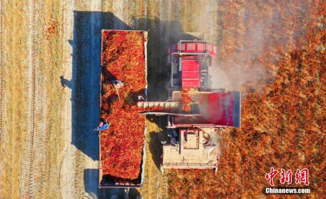 Galeria: Xinjiang inicia colheita mecanizada de pimenta