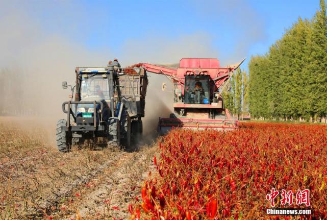 Galeria: Xinjiang inicia colheita mecanizada de pimenta