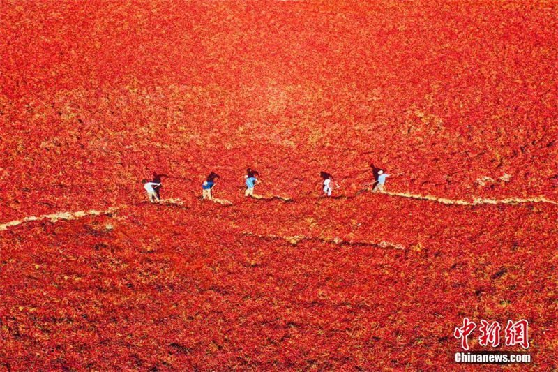 Galeria: bela paisagem da colheita de pimentas em Xinjiang