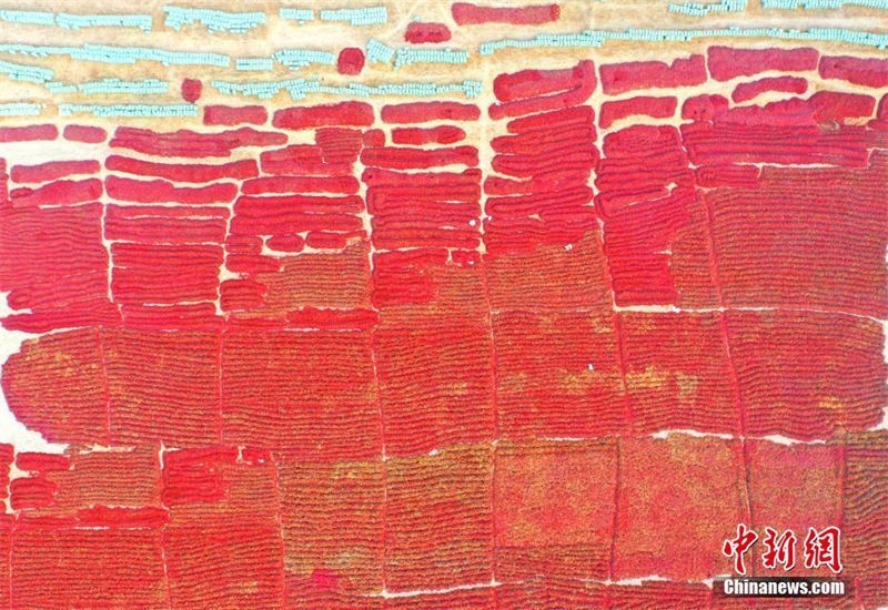 Galeria: bela paisagem da colheita de pimentas em Xinjiang