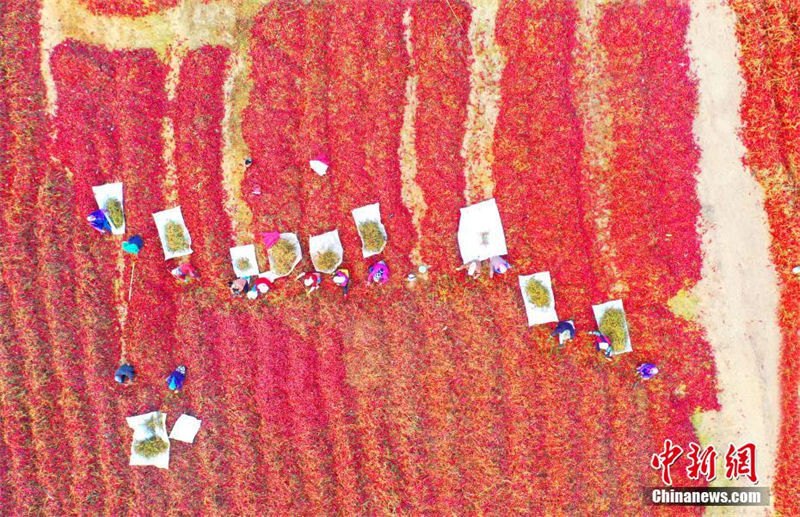 Galeria: bela paisagem da colheita de pimentas em Xinjiang