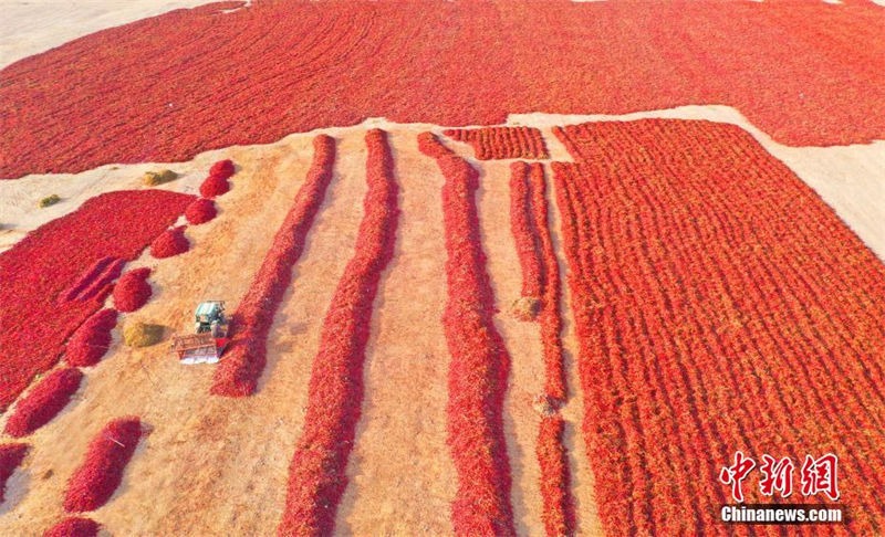 Galeria: bela paisagem da colheita de pimentas em Xinjiang