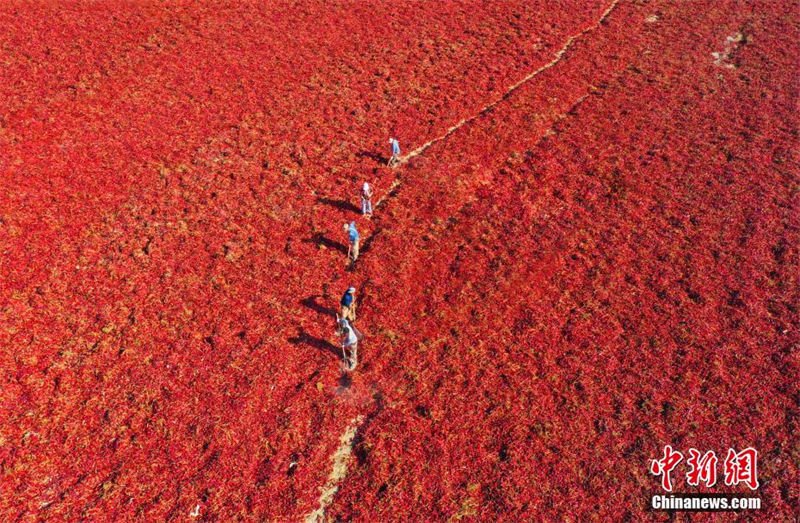 Galeria: bela paisagem da colheita de pimentas em Xinjiang