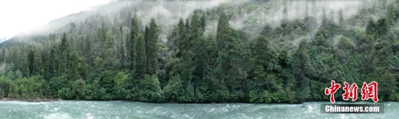 árvore mais alta da China tem 83,4 metros de altura