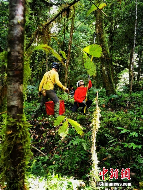 árvore mais alta da China tem 83,4 metros de altura