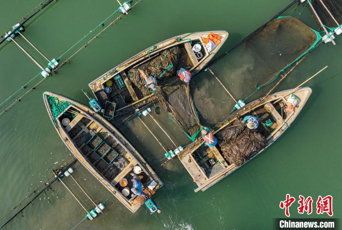 Shandong inicia temporada de colheita de sementes de pepino do mar