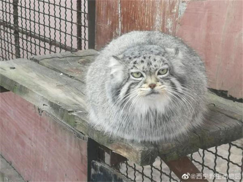 China: único gato de pallas masculino em cativeiro morre de asfixia 