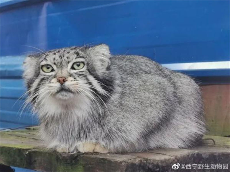 China: único gato de pallas masculino em cativeiro morre de asfixia 