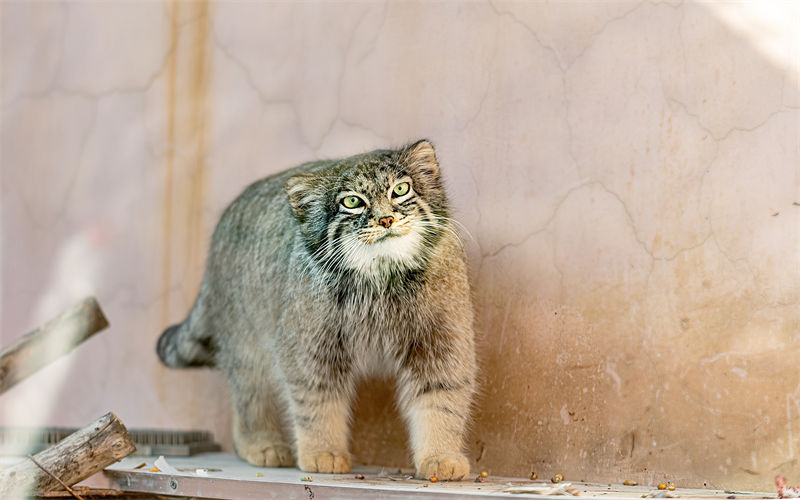 China: único gato de pallas masculino em cativeiro morre de asfixia 