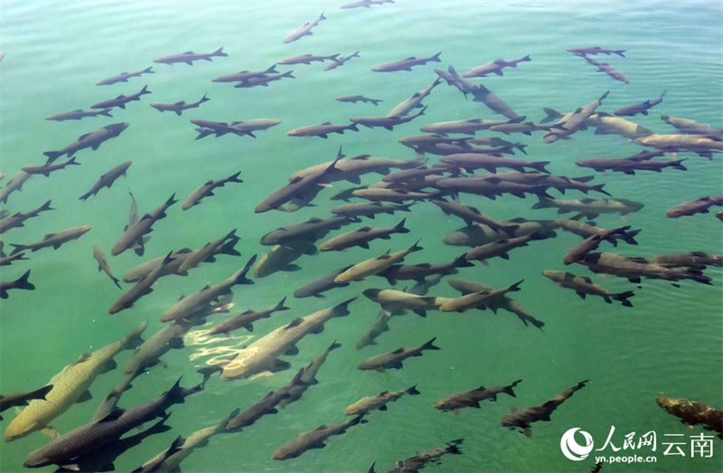 Yunnan: grande número de carpa negra surge no lago Fuxian 