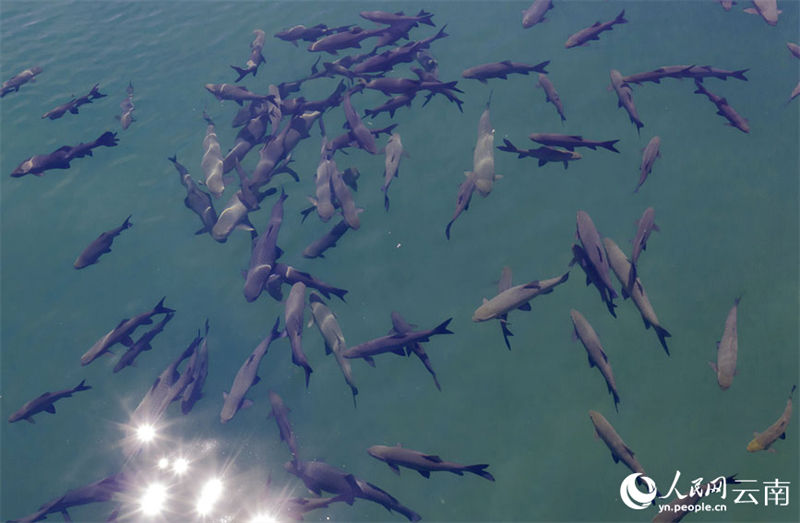 Yunnan: grande número de carpa negra surge no lago Fuxian 