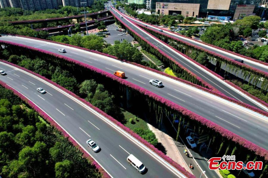 Galeria: flores de buganvília floridos decoram viadutos