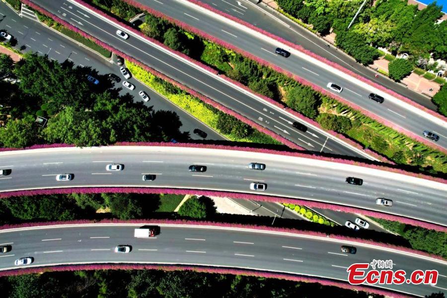 Galeria: flores de buganvília floridos decoram viadutos