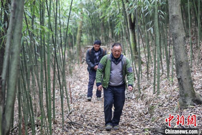 Guizhou inicia temporada de colheita de rebentos de bambu