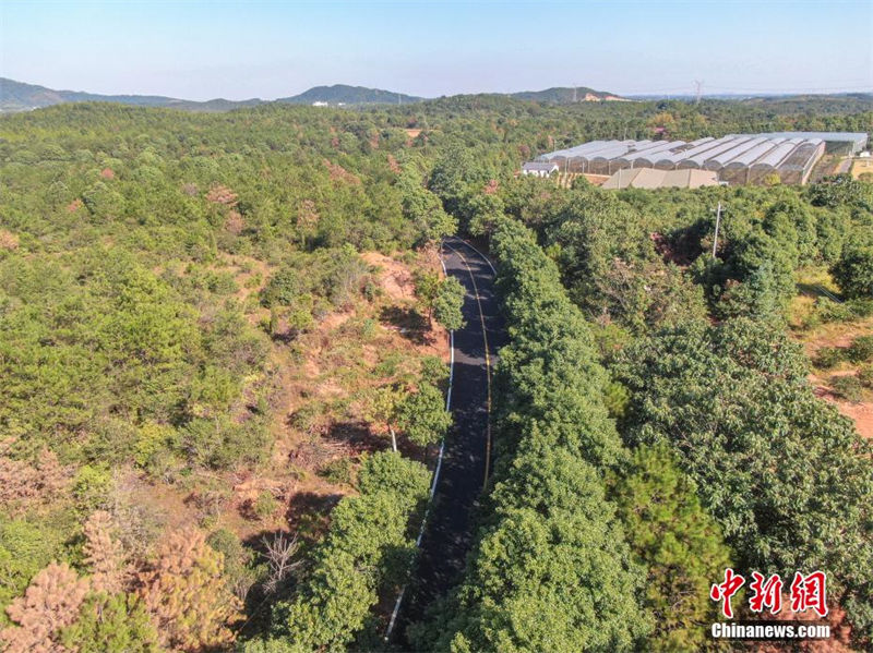 Galeria: estradas rurais atravessam campos belos no leste da China