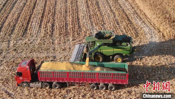 Xinjiang: condado de Fuhai inicia colheita de outono 