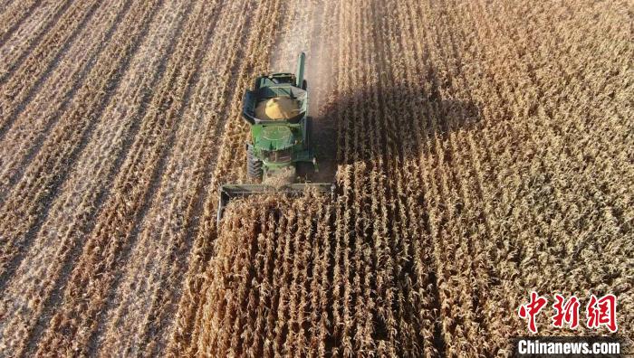 Xinjiang: condado de Fuhai inicia colheita de outono 