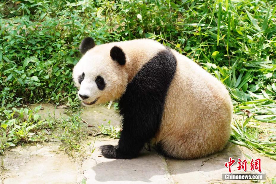 China presenteia Qatar com dois pandas gigantes por conta da Copa do Mundo