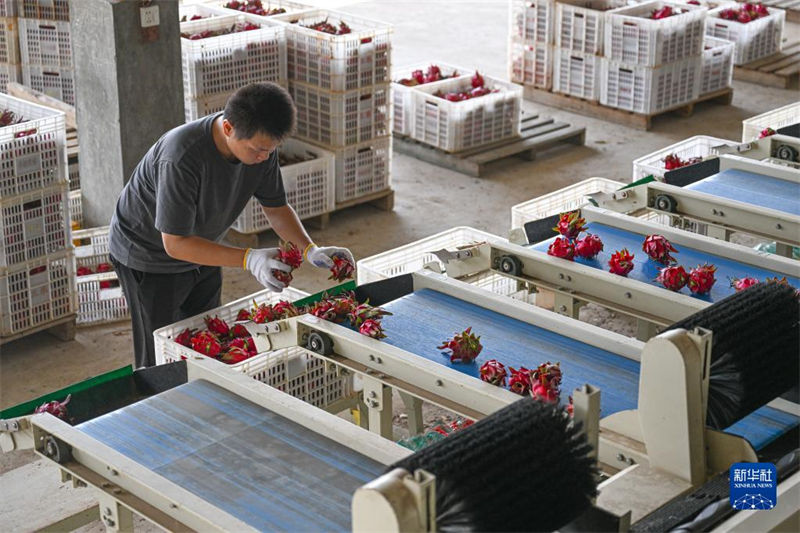Hainan inicia colheita de frutas do drag?o 