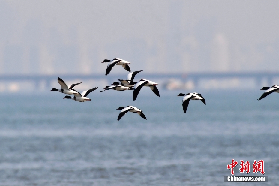 Shandong: aves migratórias chegam à baía de Jiaozhou na sua rota de inverno