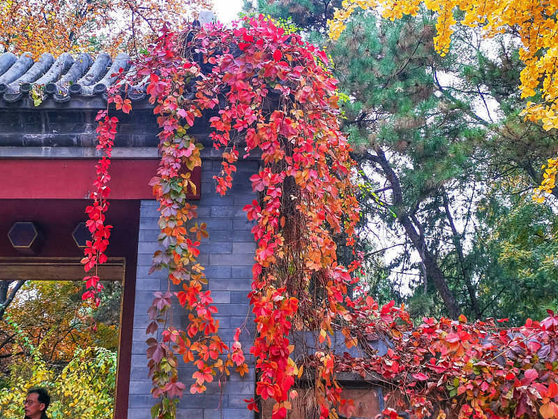 Beijing: cenário de outono do Antigo Palácio de Ver?o atrai turistas