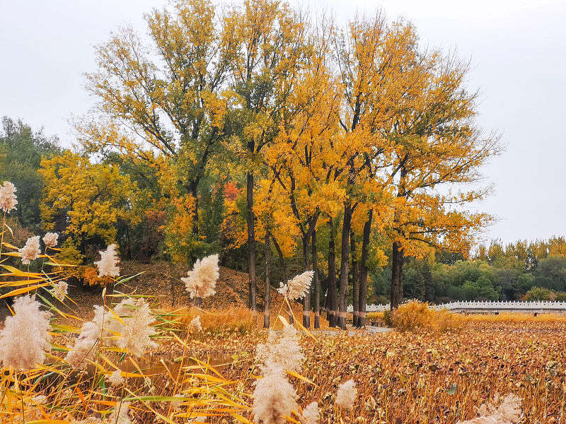 Beijing: cenário de outono do Antigo Palácio de Ver?o atrai turistas