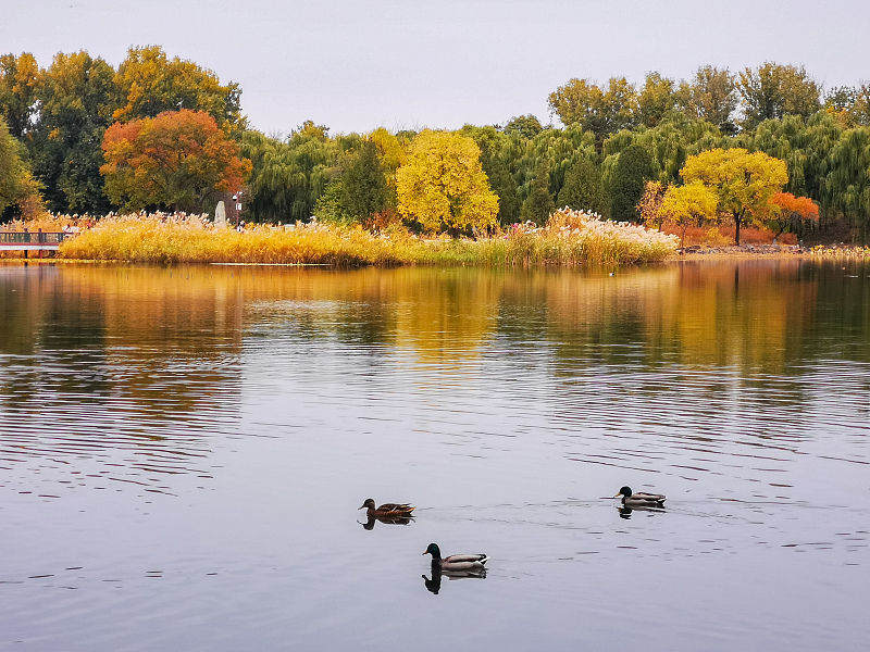Beijing: cenário de outono do Antigo Palácio de Ver?o atrai turistas