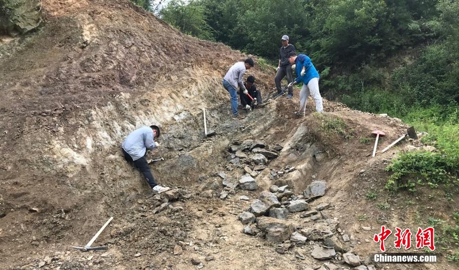 Academia Chinesa de Ciências disponibiliza representa??o de pterogonaspis, espécie com 410 milh?es de anos