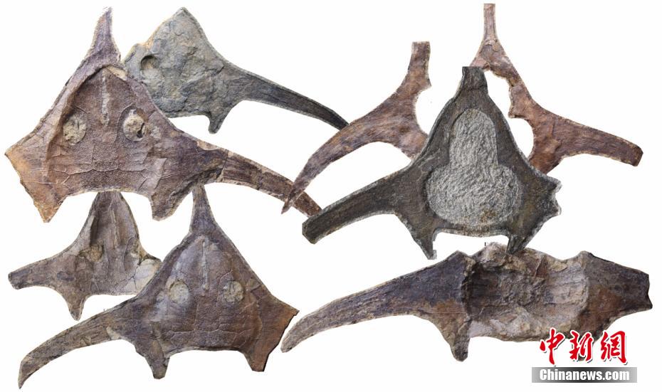 Academia Chinesa de Ciências disponibiliza representa??o de pterogonaspis, espécie com 410 milh?es de anos