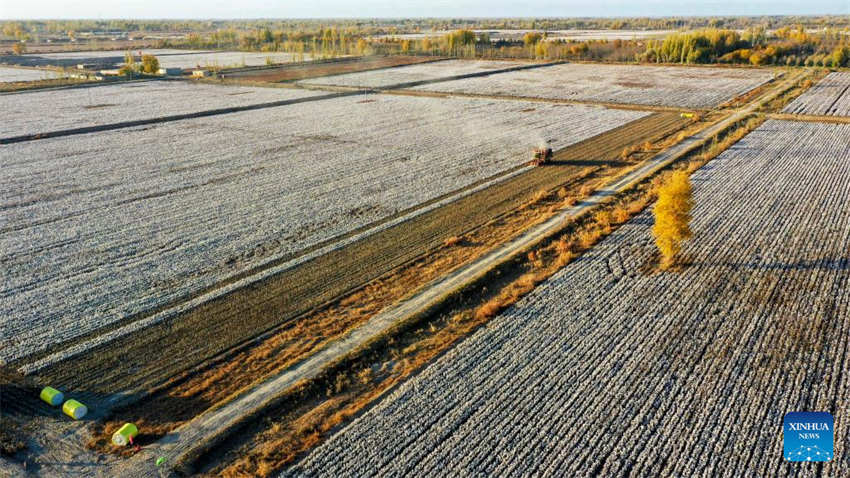 Xinjiang: colheita do algod?o chega ao fim